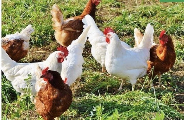 Продам домашних кур и петухов