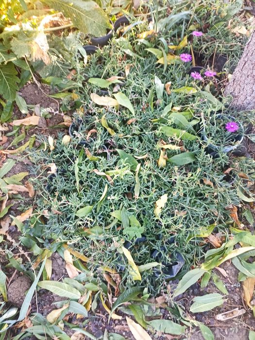 Цвете Лампрантус