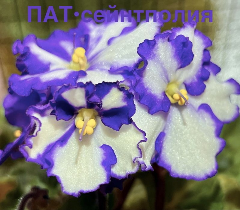 Сейнтполия Saintpaulia African Violet Сентполия Сенполия цветя