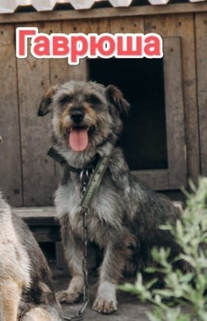 Дарю в добрые и ответственные руки