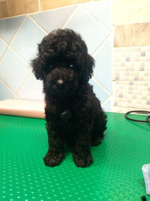 Щенки той пуделя