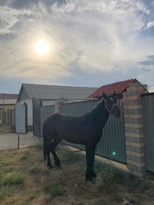 Уйырге кокпарга айгыр