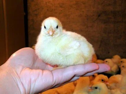 Продаются бройлеры суточные и подрощенные.