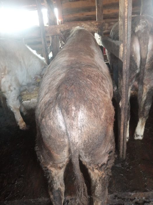 Продам бычков с откорма