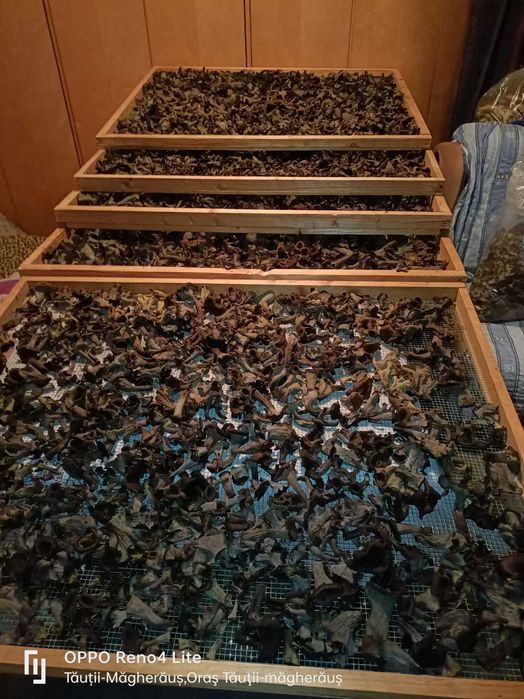 Vind hribe uscate si Tronpeta piticului