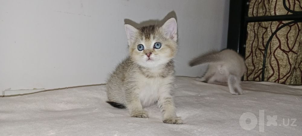 Девочка Скоттиш Страйт золотая тикированная Шиншила