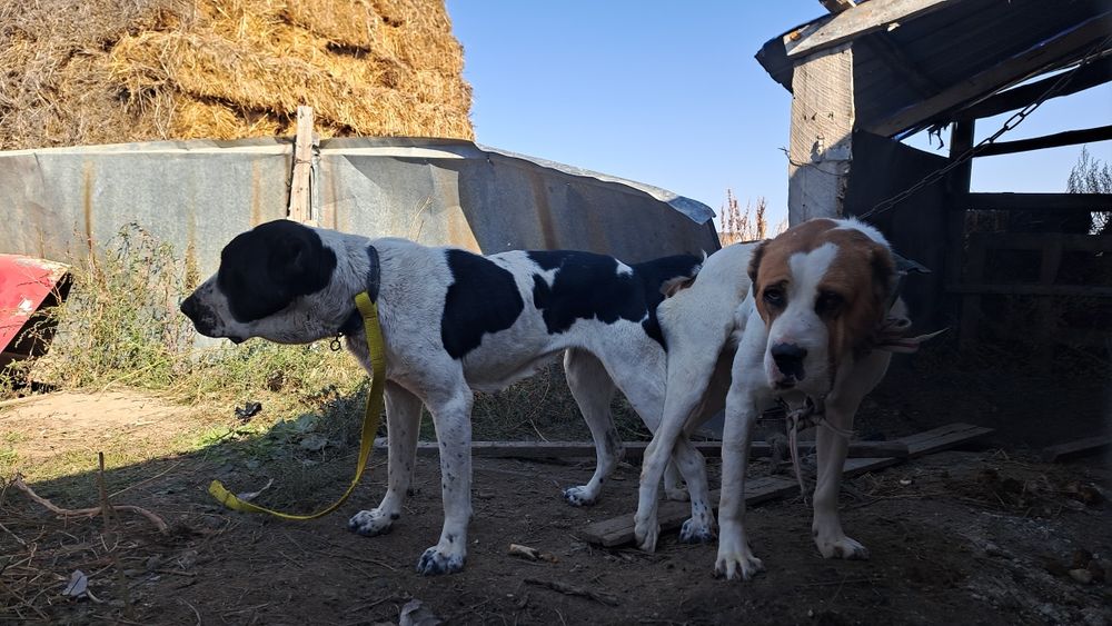 Алабай күшіктер сатылады