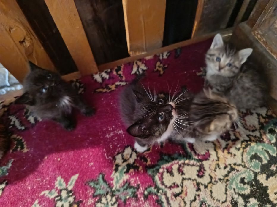 Отдам котят, в очень добрые руки.