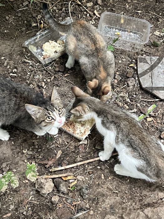 Котенок кошки кот