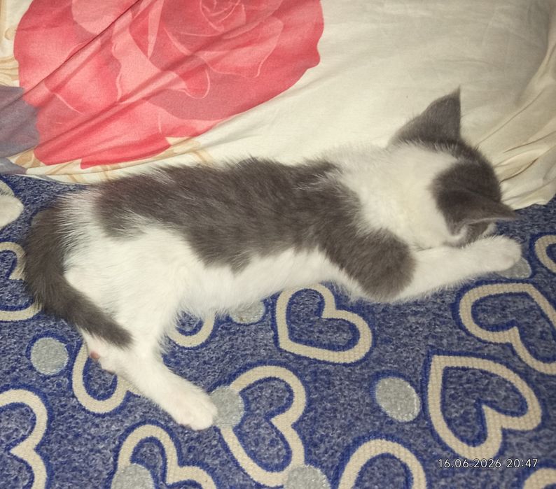 Отдаю котенка в добрые руки