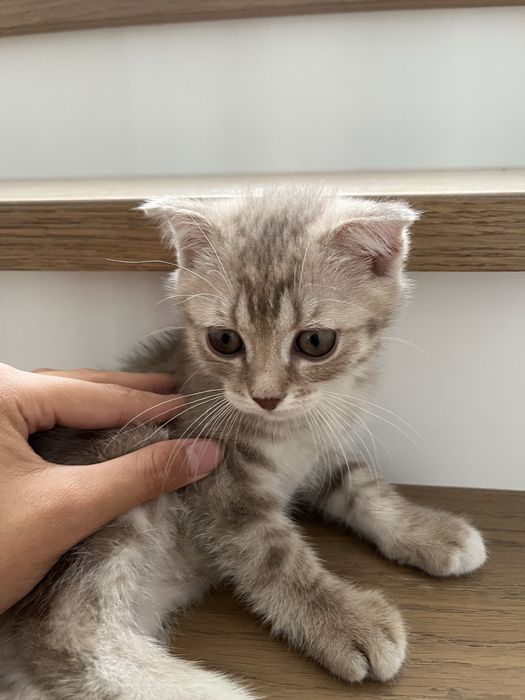 Шотландский вислоухий кот