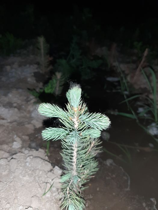 Гoлубая Ель сенсалари сотилади Селбериский нави Мовий оқ арча бўйи 10-