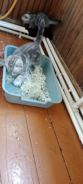 Продам породистых котят