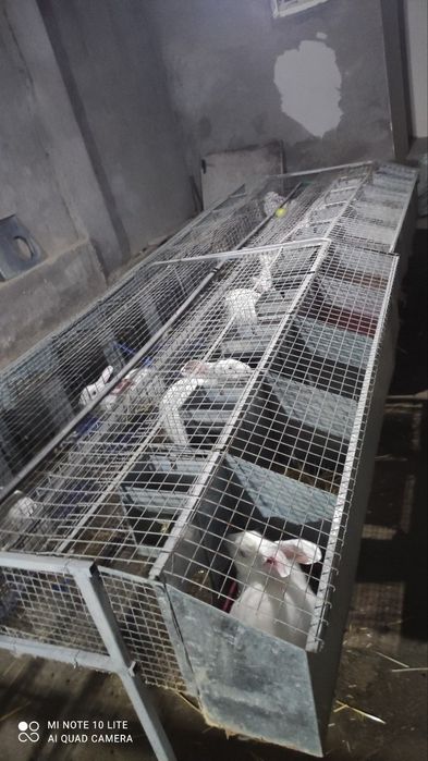 Hikol quyonlari goshtga