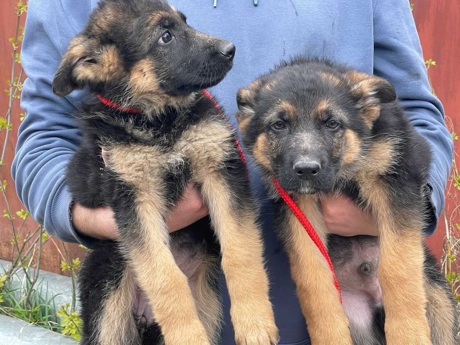 Продам щенков Немецкой Овчарки