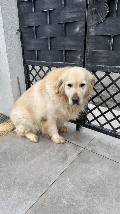 Donez golden retriver