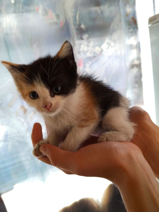 Дарю котят бесплатно