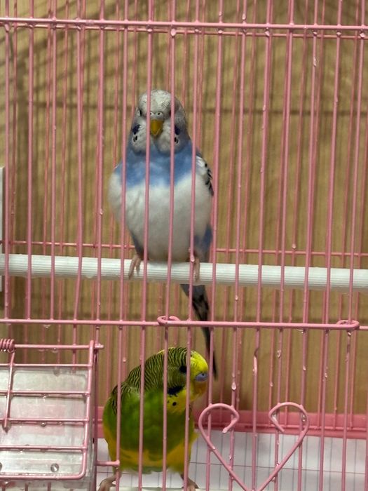 Продам попугаев  мальчик и девочка