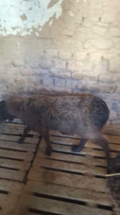 9 Бас кушкар сатлмда