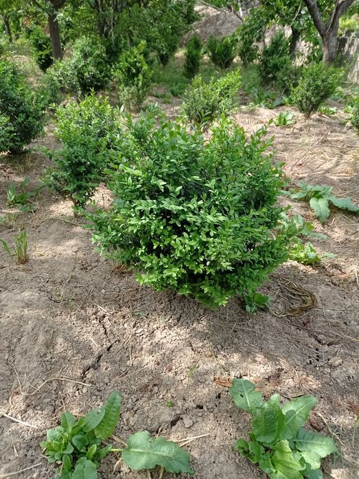 Шамшод 50000 сум