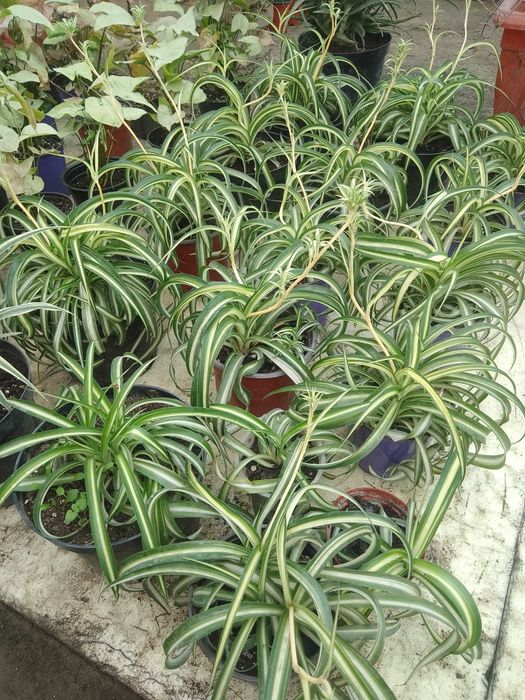 Комнатные цветы !!