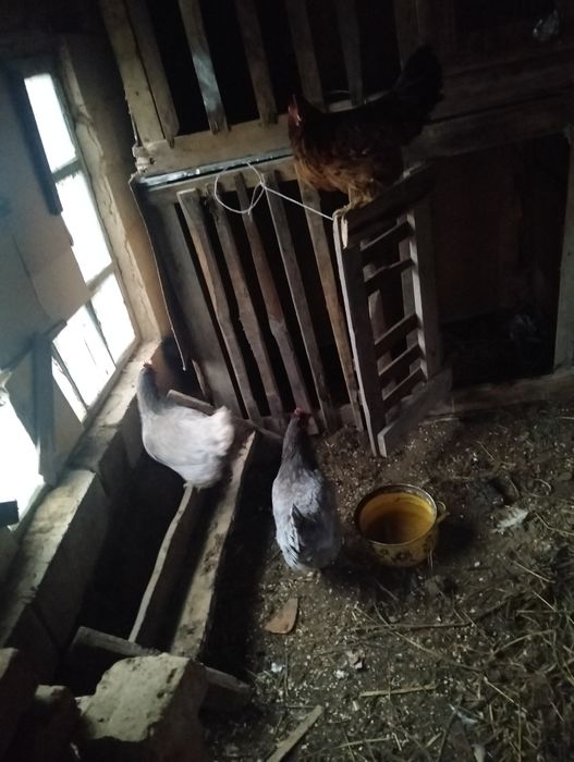 Продам курей семейку