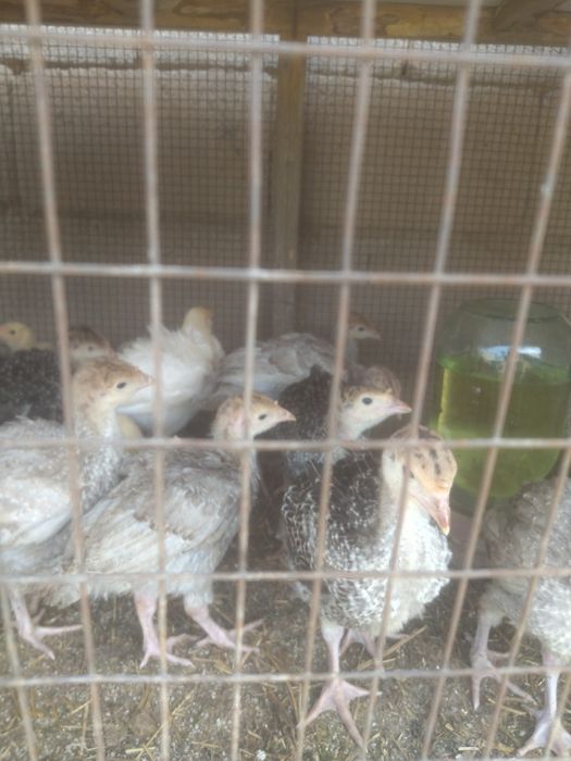 Индюшата индюшата