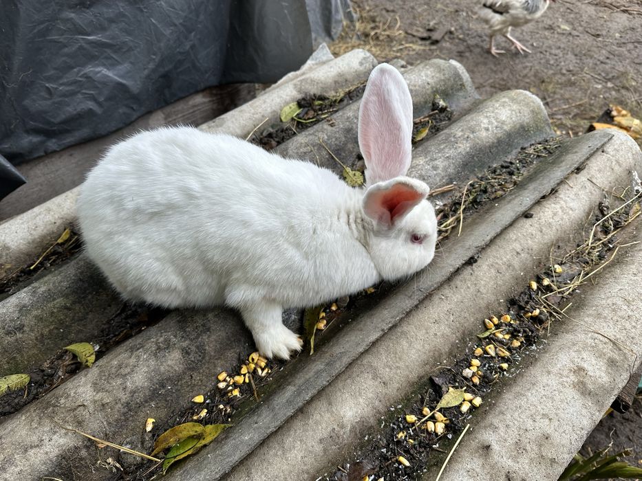 Iepuroaice si iepurasi de vanzare