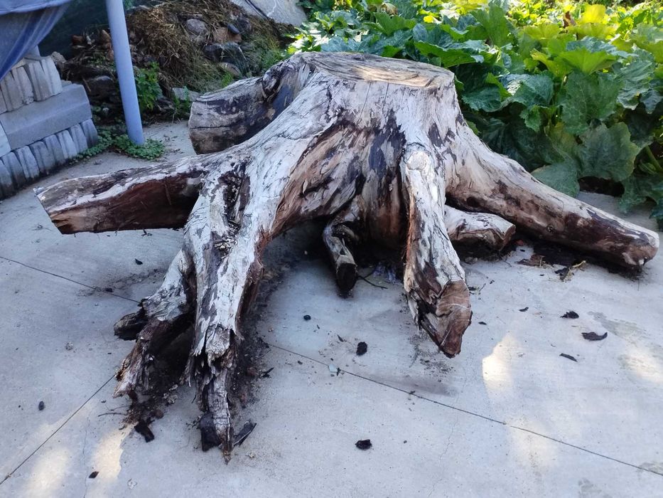 Корен от орехово дърво