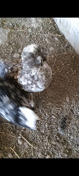 Tuhum sotiladi yapon ,Brama,Jersi zot