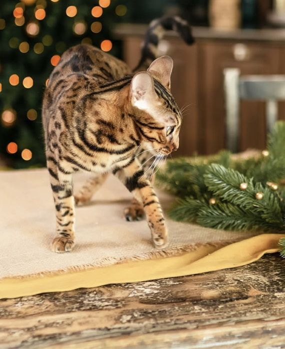 Бенгальские котята с документами.