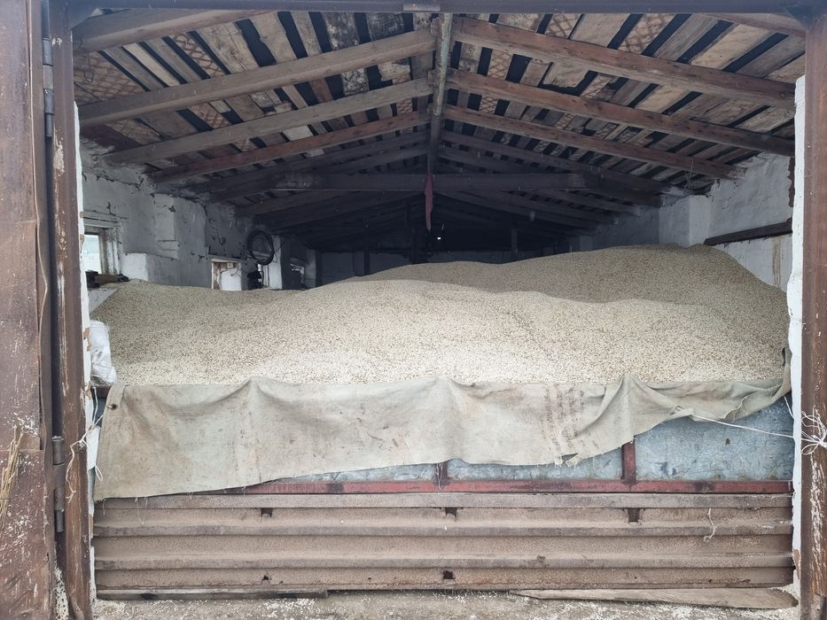 Продам семена сафлора