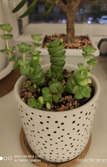 Продам комнатный цветок  нематантус