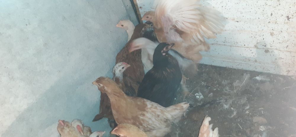 Продам цыплят домашний