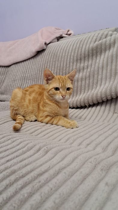 Котёнок рыжий бесплатно