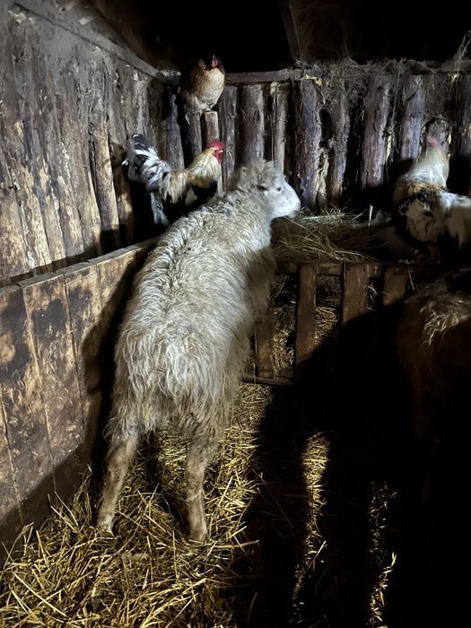 Продам баранчика