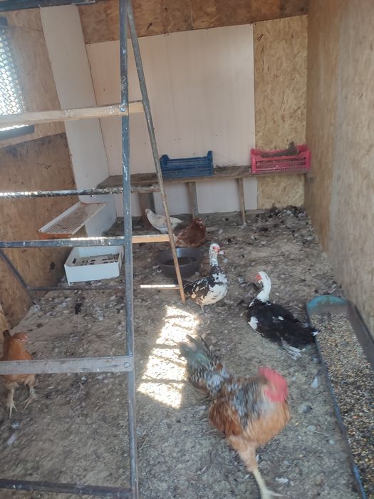 Продам курятник с курами
