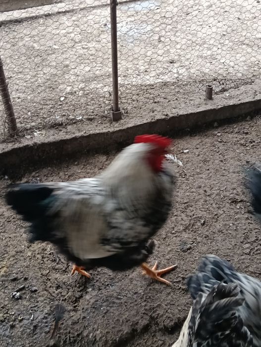 Cocoși Wiandotte Argintiu