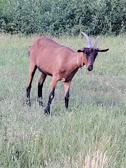 Capră alpină franceză