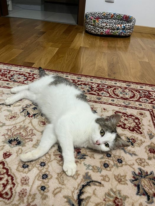 Adoptie pui se pisica, fetita, 3 luni, foloseste litiera, deparazita