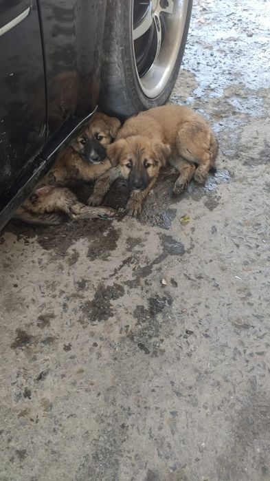 Отдам в добрые руки