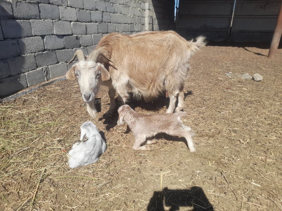 Сауын лакты еши сатылады