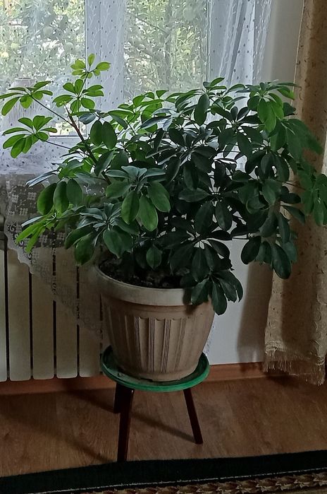 Комнатное растение Шифлера