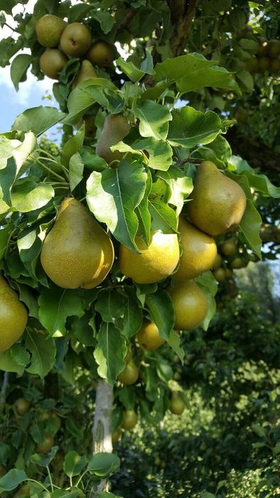 Pomi Fructiferi Pitici Dwarf (Păr ) LA GHIVECI