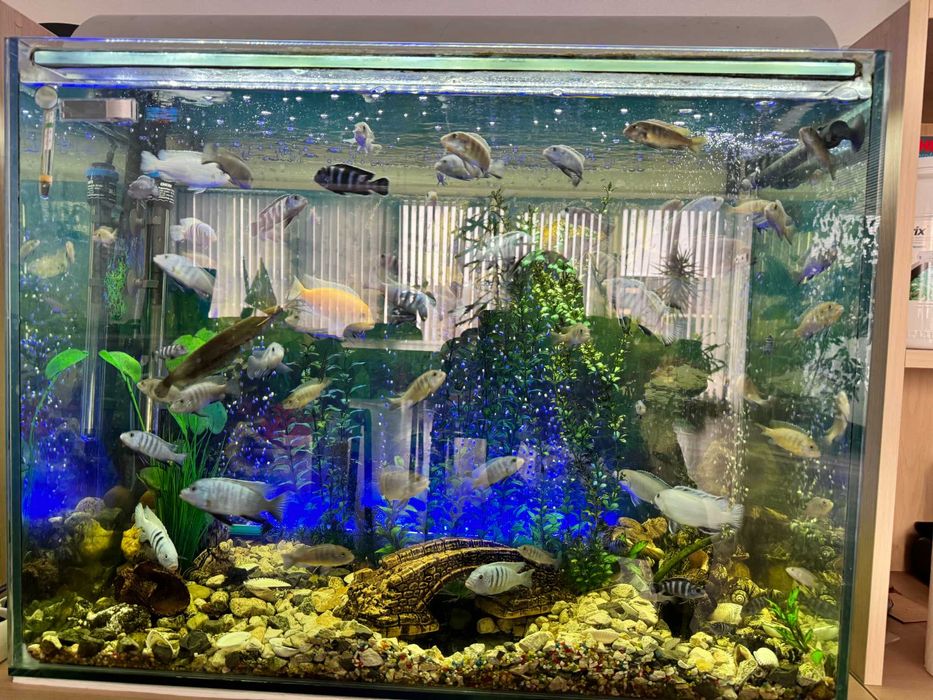 АКВАРИУМ - 180 литра напълно оборудван заедно с рибките и шкаф