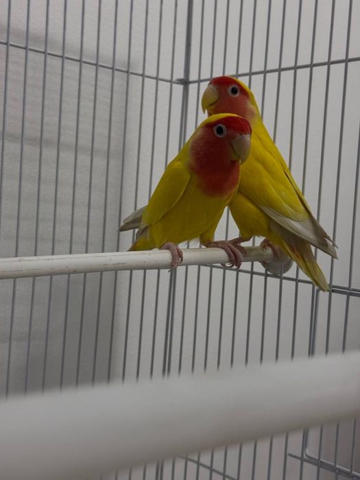 Неразлучник пара взрослый