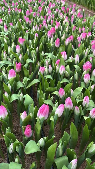 Тюльпаны оптом розницу