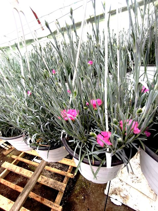 Garofițe responsabile pentru Dumneavoastră!