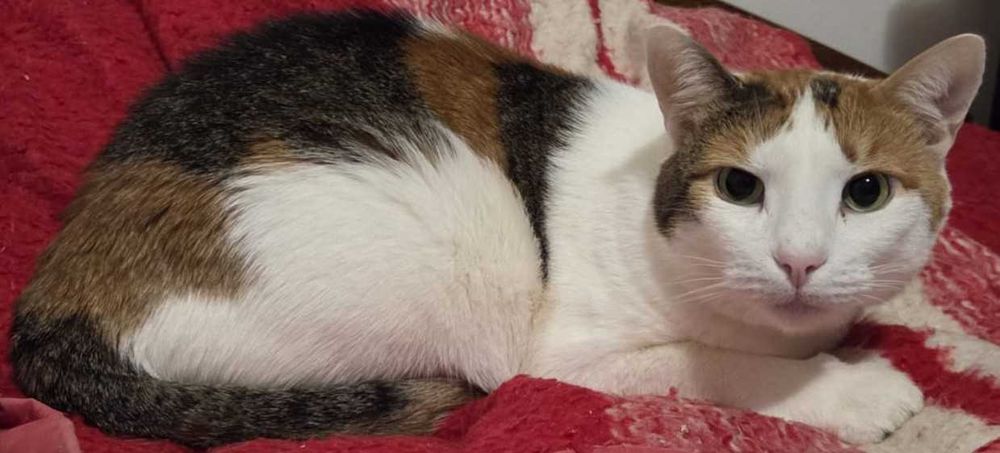 Caut camin urgent pentru cateva pisicute dragalase si cuminti