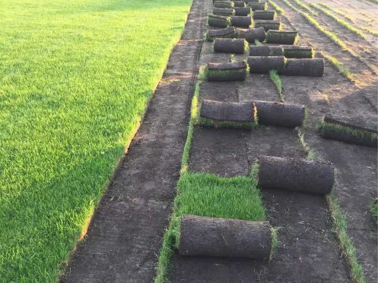 Gazon Tip Covor – Execuție Curată și Transport Asigurat